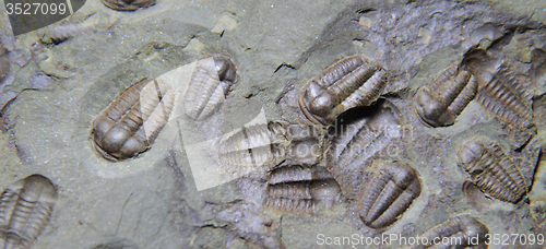 Image of trilobite fossil as very nice background