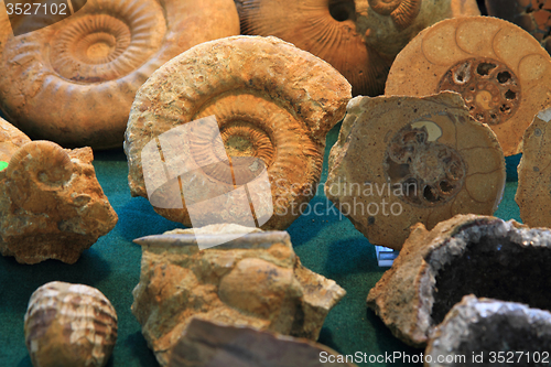 Image of ammonites fossil background