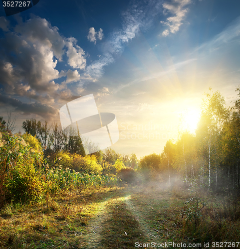 Image of Fog in autumn wood