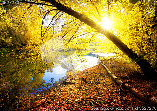 Image of Autumn wood