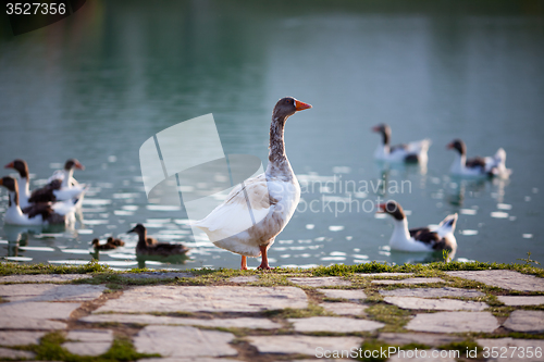 Image of Geese and ducks on the lake