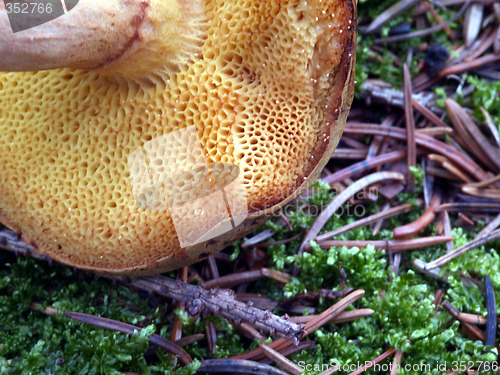 Image of mushroom