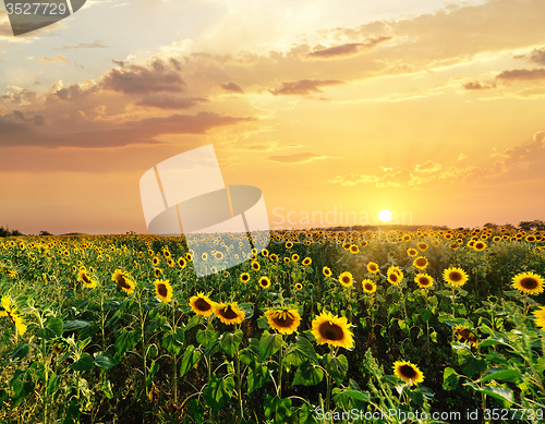 Image of sunflower field