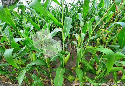 Image of Beautiful green maize field