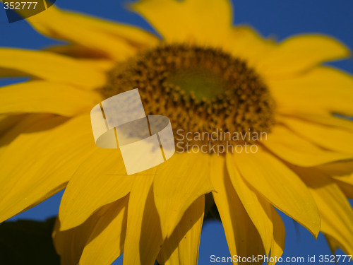 Image of sunflower