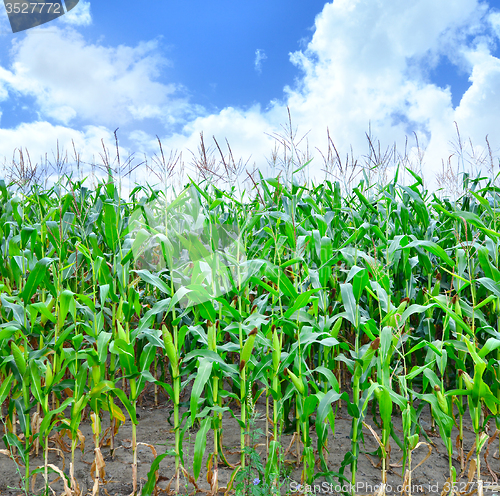 Image of Corn field