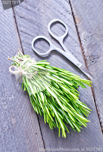 Image of rosemary