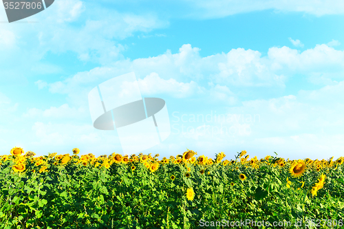 Image of sunflower field