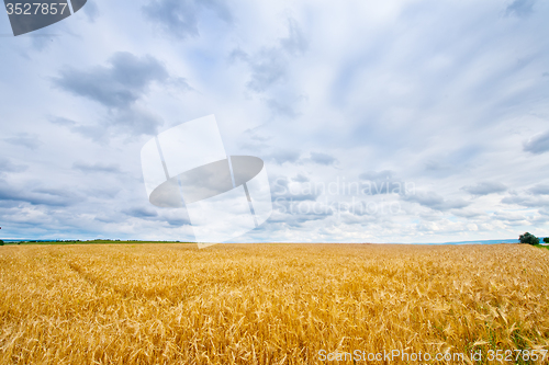 Image of wheat