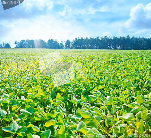 Image of bean field