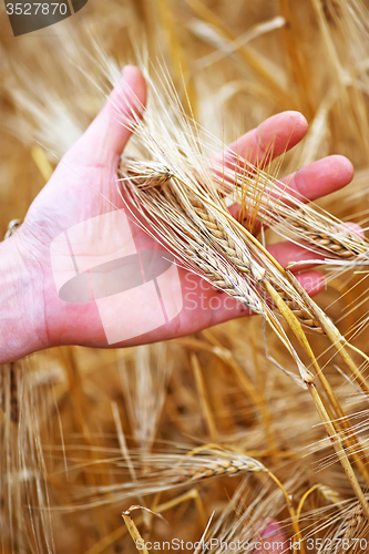 Image of wheat