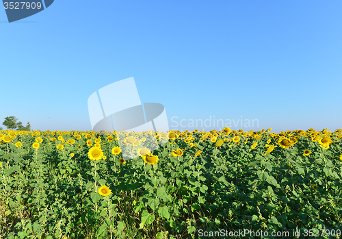 Image of sunflower field