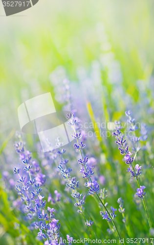 Image of lavender field