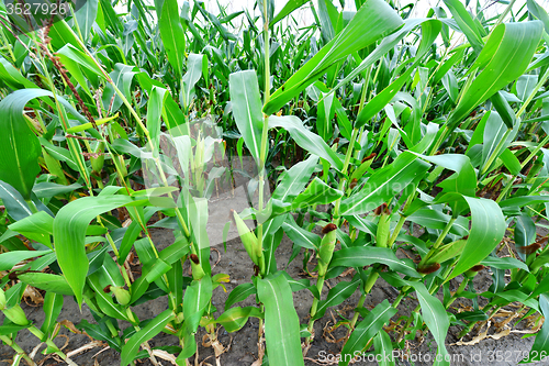 Image of Corn field