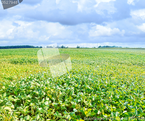 Image of bean field