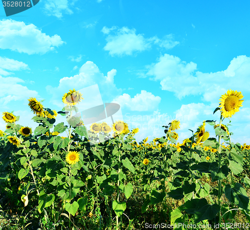 Image of sunflower field