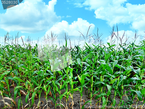 Image of Corn field