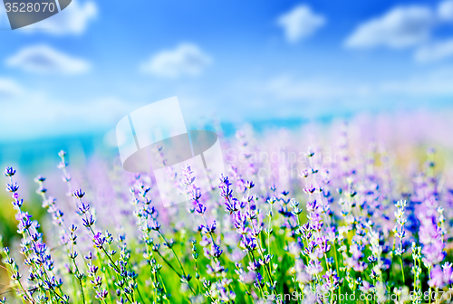 Image of lavender field