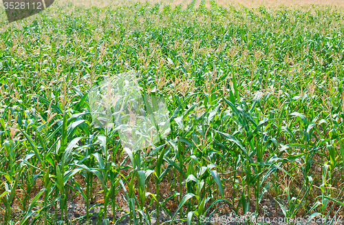 Image of Beautiful green maize field
