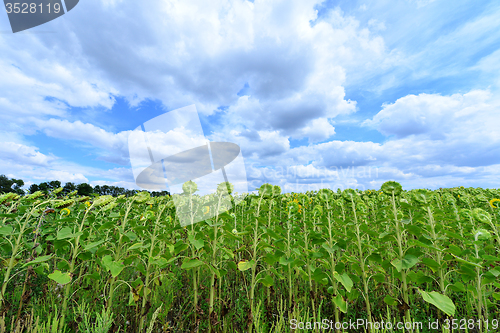 Image of sunflower field