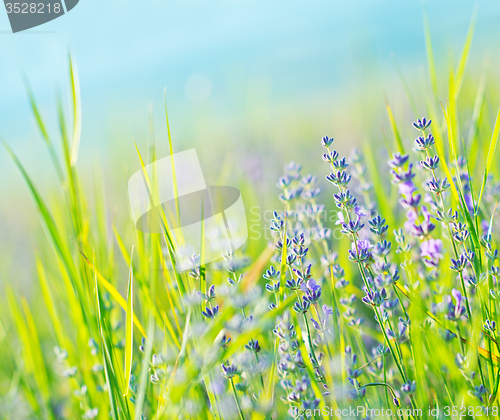 Image of lavender field