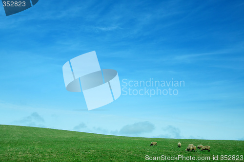 Image of livestock background