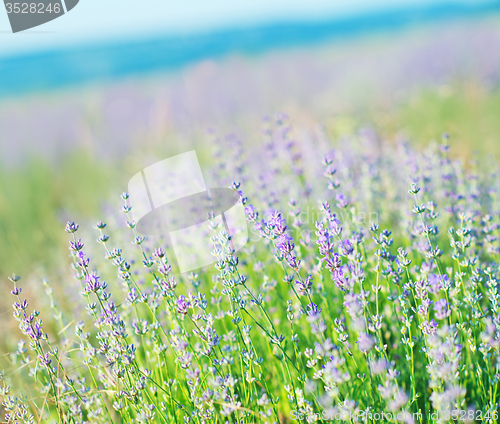 Image of lavender field