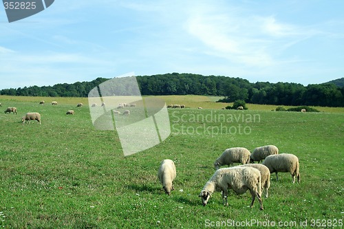 Image of sheep