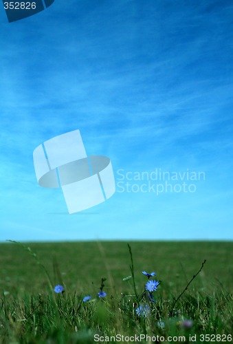 Image of blue flowers background