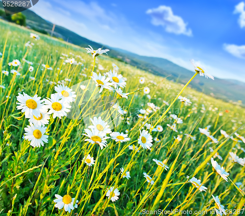 Image of Field