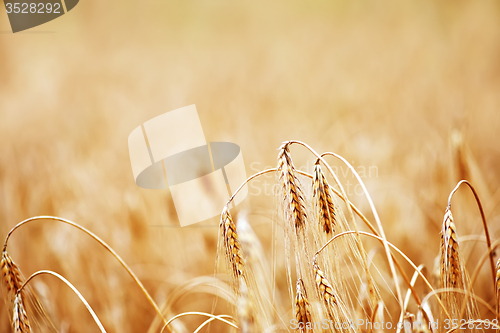 Image of wheat field