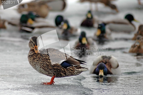 Image of ducks in winter