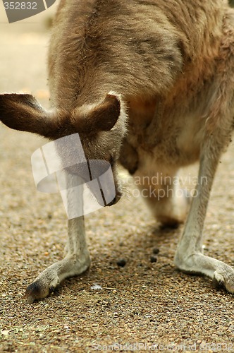 Image of kangaroo