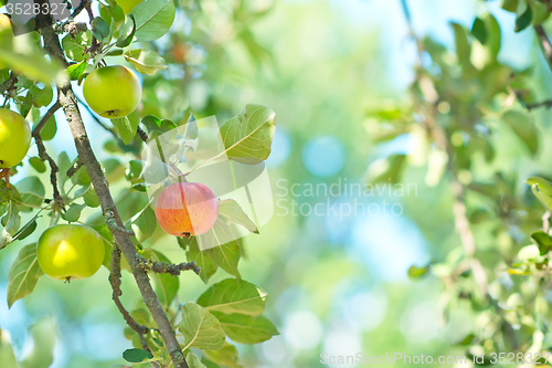 Image of fresh apples