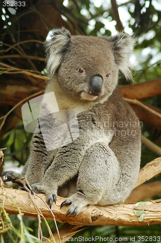 Image of koala