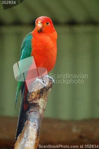 Image of red parrot