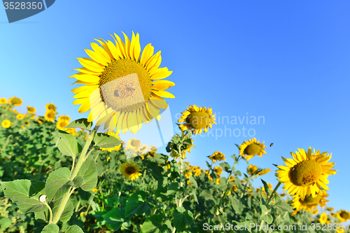 Image of sunflower field