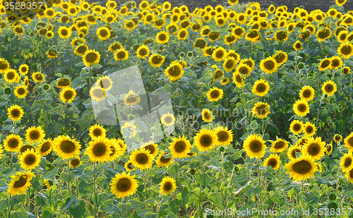 Image of sunflower field