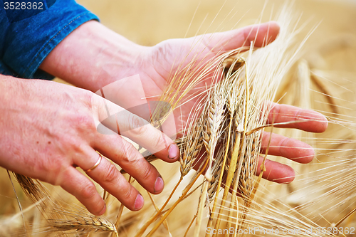 Image of wheat