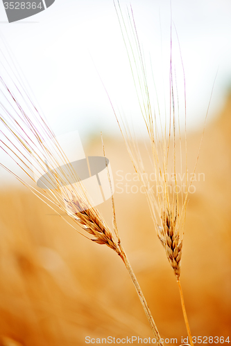 Image of wheat