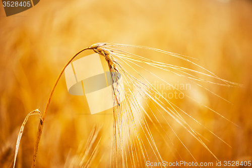 Image of wheat