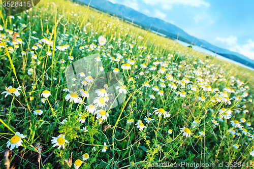 Image of Field