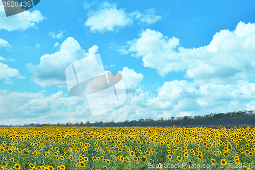 Image of sunflower field