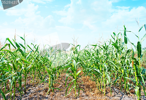 Image of Beautiful green maize field