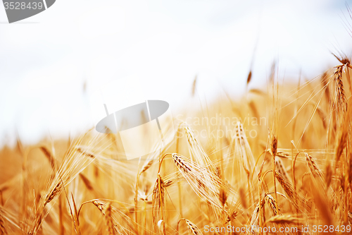 Image of wheat field