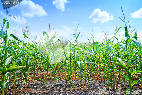 Image of Beautiful green maize field