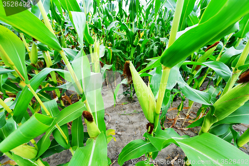 Image of Beautiful green maize field