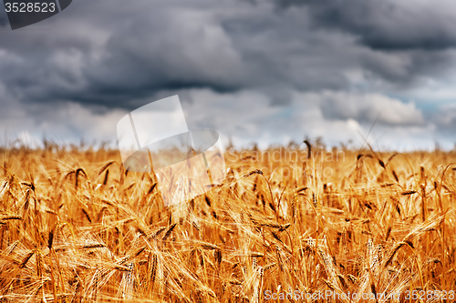 Image of wheat