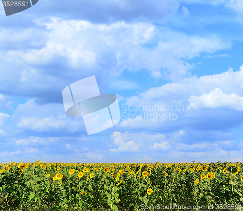 Image of sunflower field