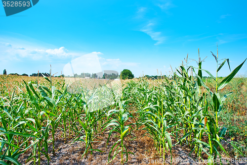 Image of Beautiful green maize field